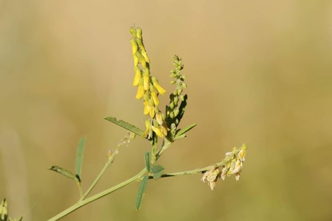 Sweet yellow clover or sweet melilot (Melilotus officinalis), inflorescence, North