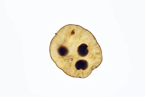Annual honesty or garden moon violet (Lunaria annua), pod against a white background