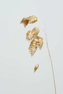 Big quaking grass (Briza maxima), spikelets against a white background, Portugal