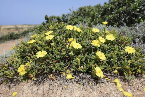 Cistus (Halimium calycinum), flowering, Algarve, Portugal