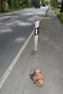 Dead red fox (Vulpes vulpes) lying on the roadside, North Rhine-Westphalia, Germany