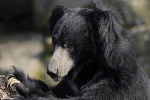 Sloth bear (Melursus ursinus), portrait, captive, native to India