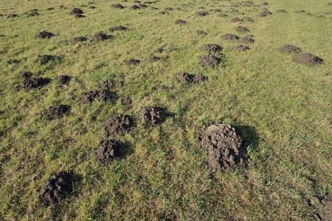 European mole (Talpa europaea), molehill in a meadow, North Rhine-Westphalia, Germany
