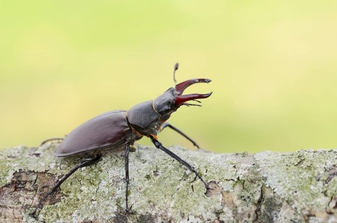 Stag beetle (Lucanus cervus), male, Normandy, France