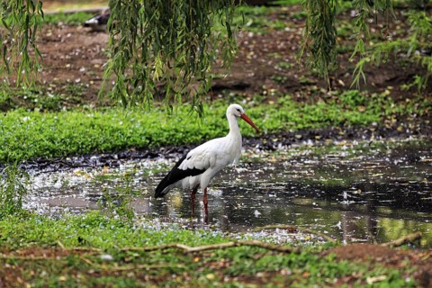 White stork (Ciconia ciconia) standing in a pond, foraging, Ströhen Zoo, Wagenfeld, Diepholz, Lower