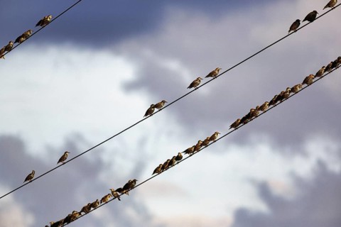 A flock of starlings (Sturnus vulgaris) sitting on a high-voltage power line, diagonal, evening