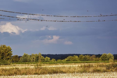 A flock of starlings (Sturnus vulgaris) sitting on a high-voltage cable, evening sky, Diepholz,