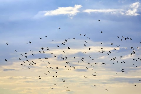 A flock of soaring starlings (Sturnus vulgaris) in the evening sky, Diepholz, Lower Saxony, Germany
