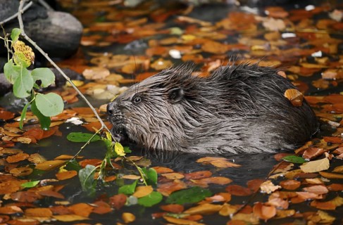 European beaver (Castor fiber), young animal feeding on a branch in the water, autumn, North