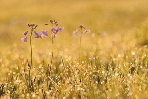 Meadowfoam (Cardamine pratensis) backlit at sunrise, North Rhine-Westphalia, Germany
