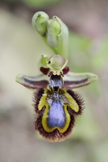 Mirror orchid (Ophrys speculum), flower, Majorca, Balearic Islands, Spain
