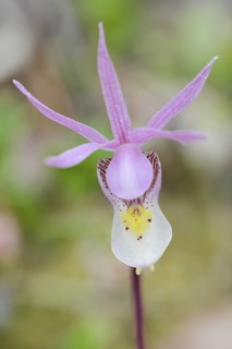 Norne (Calypso bulbosa var. americana), flower, Banff National Park, Alberta, Canada