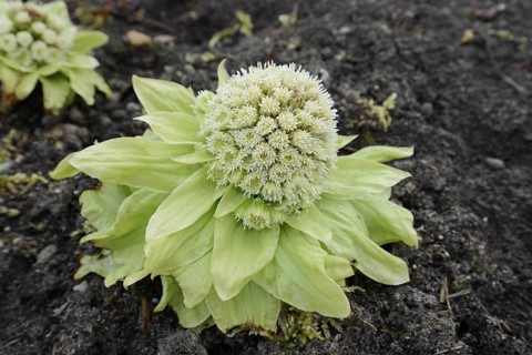 Japanese butterbur or Asian butterbur (Petasites japonicus), flowering