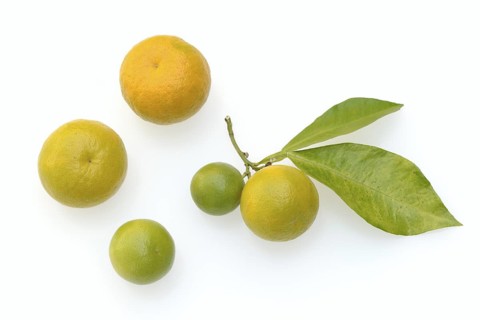 Bitter orange or bitter orange (Citrus × aurantium), fruit and leaves against a white background