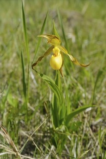 Lady's slipper (Cypripedium parviflorum var. pubescens), flower, Jasper National Park, Alberta,