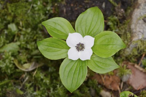 Canadian dogwood (Cornus canadensis), flower and leaves, Wells Gray Provincial Park, British