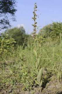 Broad-leaved helleborine or broad-leaved marsh orchid (Epipactis helleborine), flowering, North