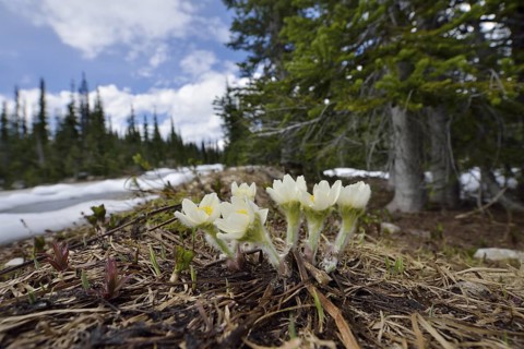 Western pasque flower (Anemone occidentalis), in bloom, Mount Revelstoke National Park, British