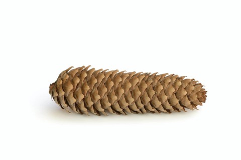 European spruce (Picea abies), cones against a white background