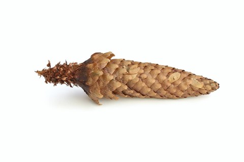 European spruce (Picea abies), cones gnawed by a squirrel (Sciurus vulgaris) against a white