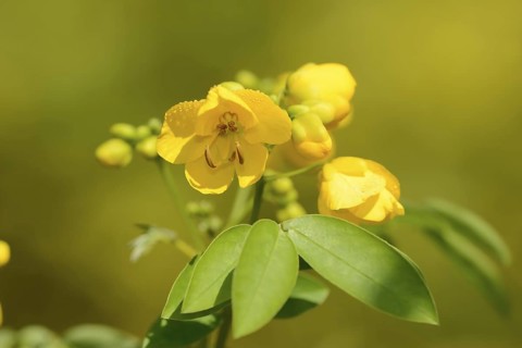 Spice bark or Argentine senna (Senna corymbosa), flowers and leaves