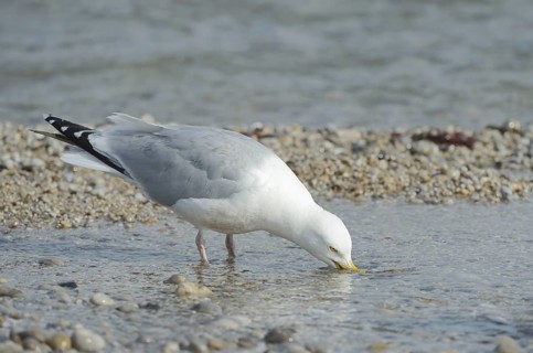 Herring Gull (Larus argentatus) drinking, Normandy, France