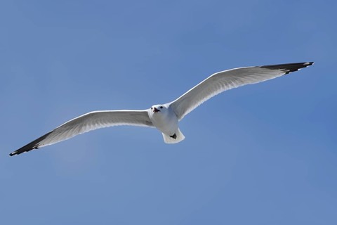 Audouin's Gull (Ichthyaetus audouinii, Larus audouinii) flying, Majorca, Balearic Islands, Spain