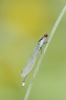 Red-eyed Damselfly (Erythromma najas), male, North Rhine-Westphalia, Germany