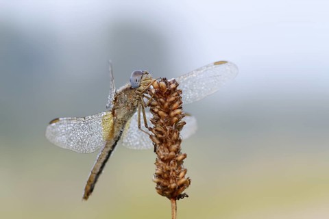 Scarlet Dragonfly (Crocothemis erythraea), female with dewdrops, North Rhine-Westphalia, Germany
