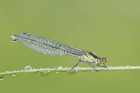 Red-eyed Damselfly (Erythromma najas), female with dewdrops, North Rhine-Westphalia, Germany