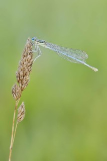 White-legged damselfly or common damselfly (Platycnemis pennipes), female, North Rhine-Westphalia,