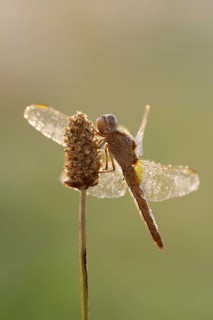 Scarlet Dragonfly (Crocothemis erythraea), female against the light at sunrise, North