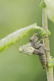 Black-tailed Skimmer (Orthetrum cancellatum), hatch, larva, dragonfly larva, North