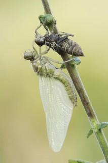 Black-tailed Skimmer (Orthetrum cancellatum), freshly hatched with exuvia, North Rhine-Westphalia,