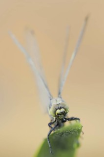 Black-tailed Skimmer (Orthetrum cancellatum), female, North Rhine-Westphalia, Germany