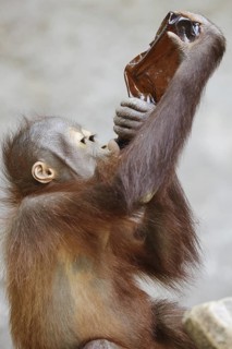 Bornean orangutan (Pongo pygmaeus), young animal drinking from a bottle, captive, occurring on