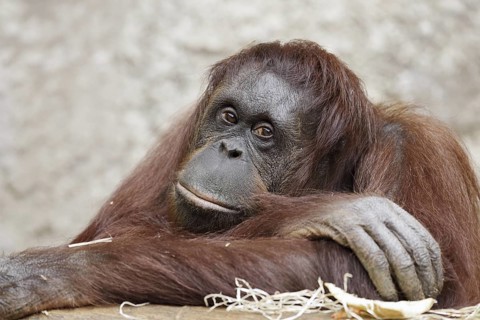 Bornean orangutan (Pongo pygmaeus), female, captive, occurring on Borneo