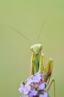 European mantis (Mantis religiosa), male, Haut-Rhin, Alsace, France