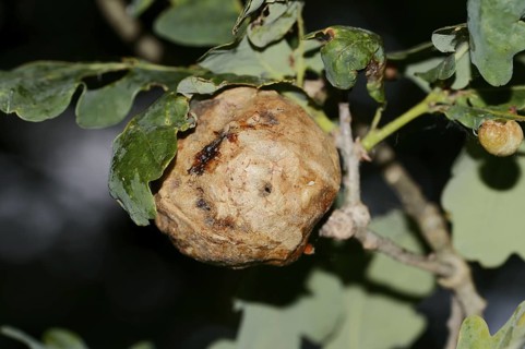 Oak sponge gall wasp (Biorhiza pallida), gall on an oak branch, North Rhine-Westphalia, Germany