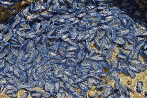 Sail jellyfish (Velella velella, Velella lata) on a stone in a tidal pool, Majorca, Balearic