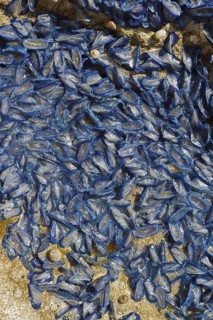 Sail jellyfish (Velella velella, Velella lata) on a stone in a tidal pool, Majorca, Balearic