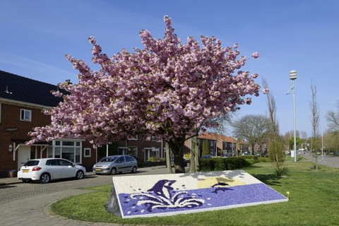 Floral mosaic of hyacinth blossoms and blooming Japanese flowering cherry (Prunus serrulata), De