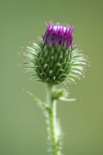 Creeping thistle (Cirsium vulgare), Emsland, Lower Saxony, Germany