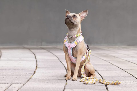 French Bulldog with long healthy nose wearing a y-shaped dog harness, leash and necklace in front