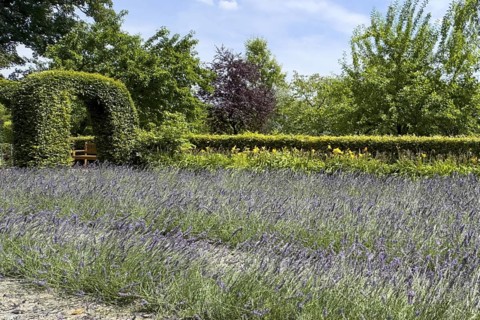 Lavender in bloom in Grugapark, Essen, North Rhine-Westphalia, Germany