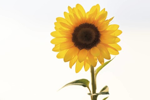 Common sunflower (Helianthus annuus), bright yellow, close-up in front of white background, text