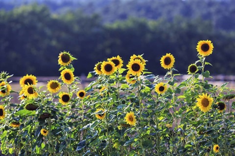 Common sunflowers (Helianthus annuus) in a field for self-pickers, Marienmünster, Teutoburg Forest