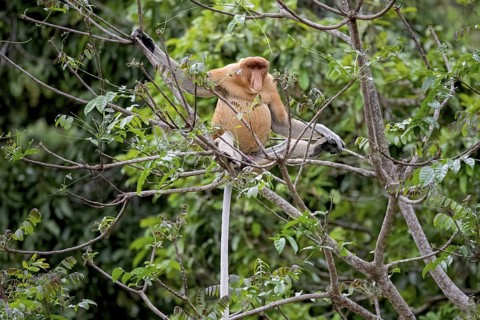 Proboscis monkey (Nasalis larvatus), male, Kota Kinabatangan, Sabah, Malaysia