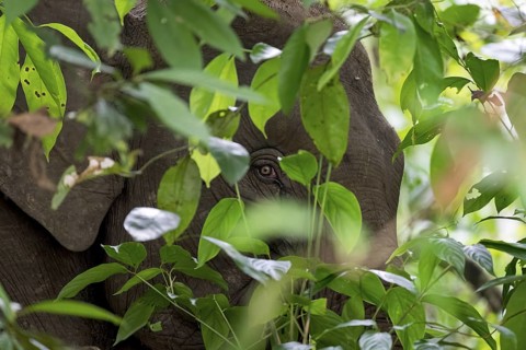 Borneo pygmy elephant (Elephas maximus borneensis), Kota Kinabatangan, Sabah, Malaysia