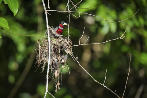 Crimson Broadbill (Cymbirhynchus macrorhynchos), Kota Kinabatangan, Sabah, Malaysia